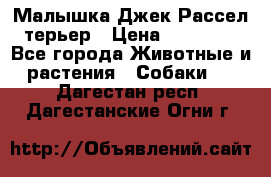 Малышка Джек Рассел терьер › Цена ­ 40 000 - Все города Животные и растения » Собаки   . Дагестан респ.,Дагестанские Огни г.